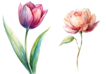Obraz premium Watercolor floral illustration, vibrant tulip and peony, botanical art, nature-inspired design, elegant decor.
