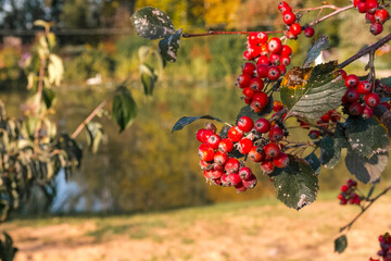 Red rowan berries on branches in bunches among leaves on natural garden background in autumn, October. Low angle view.