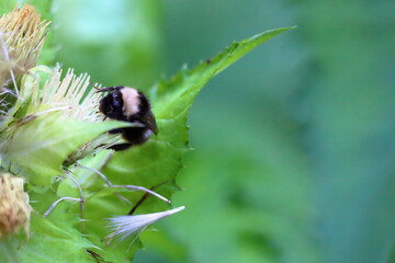 A bumblebee collects pollen on a white alpine thistle. High Tauern National Park. Austrian Alps, Europe. 