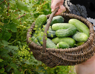 Close-up of a wicker basket filled with freshly picked cucumbers held by a person in a lush garden....