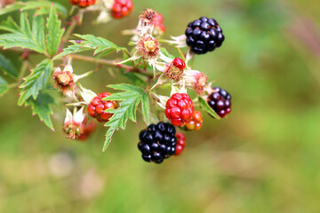 Bramble or blackberry bush in Oberpinzgau region of Salzburg. Austria, Europe.