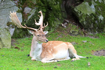 Fallow deer in the Austrian Alps, Europe.