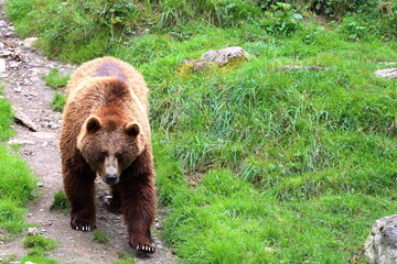 A brown bear in the Austrian Alps. Ferleiten, Europe.