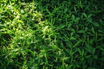 Obraz premium Green Grass Tapestry: A Textured Golf Course Patio and Garden Background