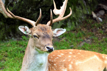 Fallow deer in the Austrian Alps, Europe.