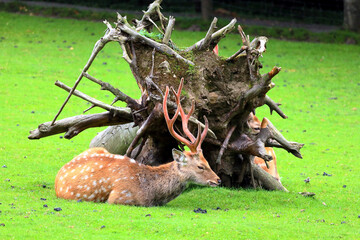 Fallow deer in the Austrian Alps, Europe.
