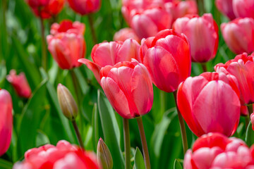 Fototapeta premium Bunch of red tulips. Close up spring flowers. Amazing red pink tulips blooming in garden. Tulip flower plants landscape. Spring blossom background. Spring blossom red and green background.