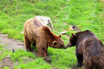 Two brown bears kiss. Austrian Alps, Ferleiten, Europe.
