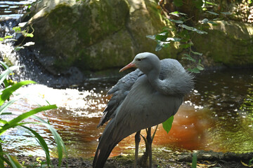 BIRDS- Africa- Close Up of a Wild Blue Crane in South Africa