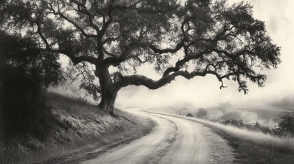 Majestic Oak Tree Beside Winding Country Road