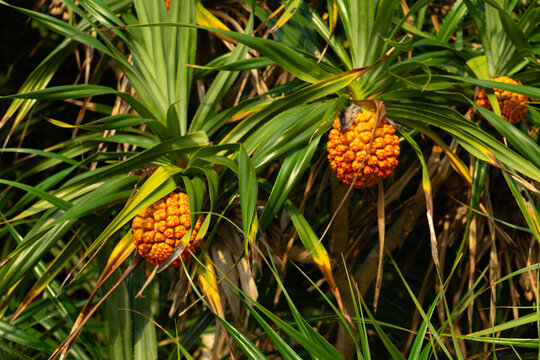 海辺の植物 Images – Browse 21 Stock Photos, Vectors, and Video | Adobe Stock