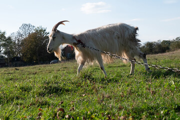 Fototapeta premium Goats graze on the meadow. Agriculture. Care of goats.
