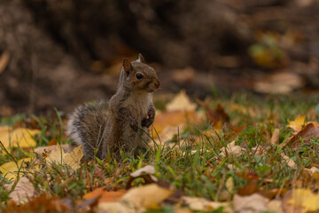 squirrel in the forest