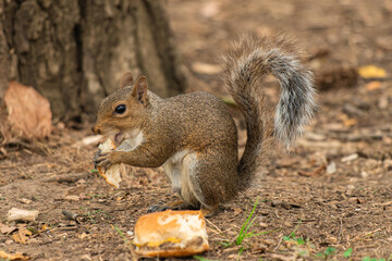 squirrel eating a burger in the park