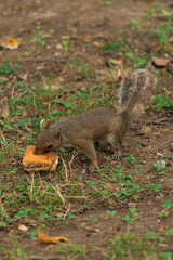 My White Castle (squirrel eating)