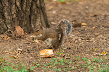 squirrel eating in the park