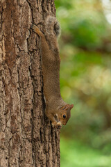 Squirrel eating upside-down on a tree