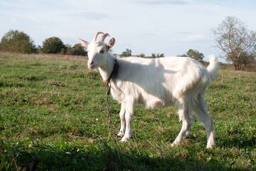 Obraz premium Goats graze on the meadow. Agriculture. Care of goats.
