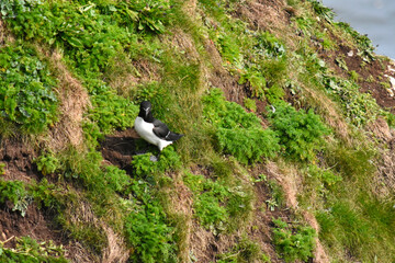 Seabird razorbill on the cliffs at Bempton 