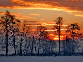 Red sunset low above horizon with fog, snow, snowy fields, black trees in winter season with orange sky with clouds - abstract colorful composition. Topics: beauty of nature, wallpaper