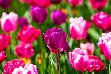 Spring garden. Beautiful tulip flowers on spring nature. Close-up of closely bundled pink tulips. Tulip field. Spring tulip. Red tulips flowers in spring garden.