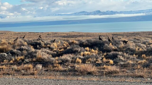 Flock of Aguila mora (Geranoaetus melanoleucus)  in the pampa near the road to Calafate, Andes and lake on background, Patagonia, Argentina