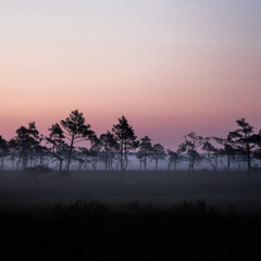 travel, tree, nature, dawn, dusk.