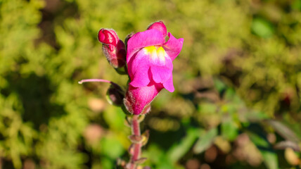 beautiful flowers in the garden