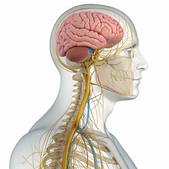 The human brain, a complex organ, controls cognitive functions