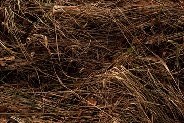 Dry, long, leaning grass swaying gently in the breeze, showcasing the beauty of nature’s simplicity. Perfect for evoking calm, rustic charm, and natural textures in any design or artistic project