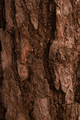 Pine bark – a natural material with unique texture, perfect for decoration, soil mulching, and landscape design. An eco-friendly touch of nature in every detail