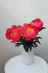 Fresh red coral charm peonies in the white vase