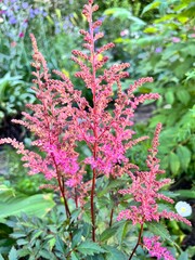 Blooming Astilbe simplicifolia Key West in the summer flower garden. an unusual fluffy flower with...