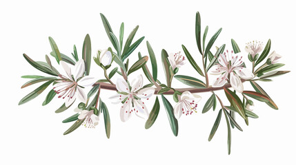Labrador Tea Wild Rosemary Flowers Isolated White Background