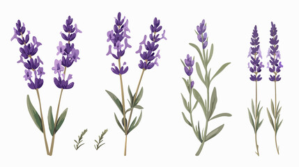 Naklejka premium Beautiful Lavender Flower and Stem in French Style