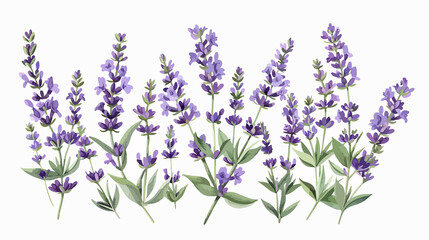 Naklejka premium Lavender French Flowers - Aromatic Floral Plant