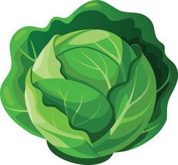 Cabbage in cartoon style on a white background. Vector illustration.