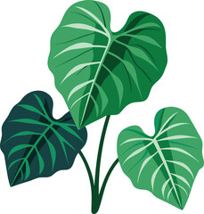 colocasia leaves with white background