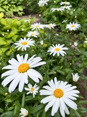 Fototapeta premium Blooming Leucanthemum Alaska . Large flowers with wide white petals and a yellow center in a summer flower garden . Flower background.