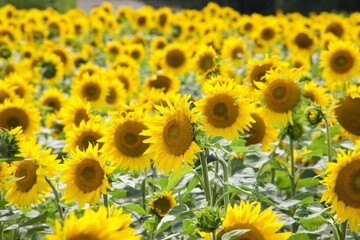 Sonnenblumenfeld im Sommer