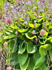 Obraz premium Hosta fortunei Hyacinthina. A blooming large hosta bush in a floral summer garden. Flower background