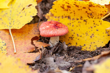 Amanita muscaria or fly agaric is a red and white spotted poisonous toadstool mushroom. Group of fungi in a autumn season forest in Iserlohn Sauerland Germany. Macro close up in brown autumn leaves.