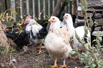 Chickens on a rural farm. Agriculture. Poultry breeding. Breeding chickens.