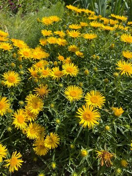 Inula ensifolia in a summer flower garden. A decorative compact perennial with many round yellow flowers similar to Chamomile. Flower background