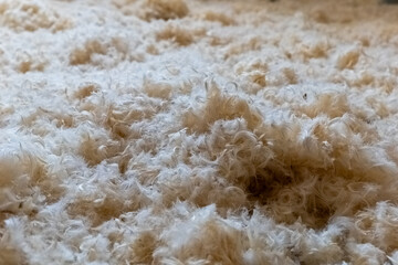 Soft, fluffy texture covering the ground in a natural environment during daytime