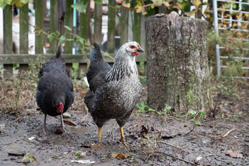 Chickens on a rural farm. Agriculture. Poultry breeding. Breeding chickens.