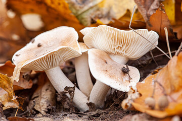 A beautiful green anise funnel mushroom among the autumn leaves.