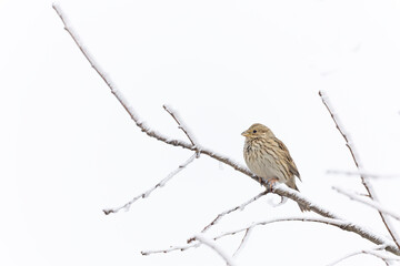 An adult corn bunting (Emberiza calandra) perched on an snowy branch.
