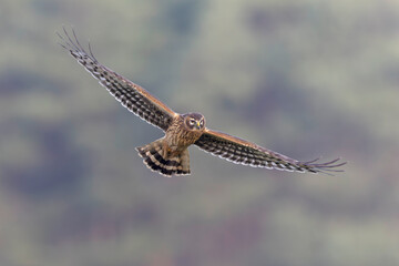 Female hen harrier (Circus cyaneus) in flight hunting.