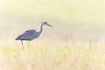 A grey heron (Ardea cinerea) foraging.